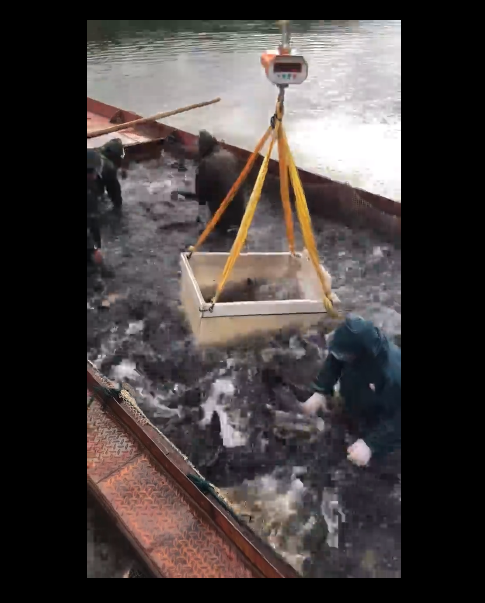 千岛湖抓鱼实拍