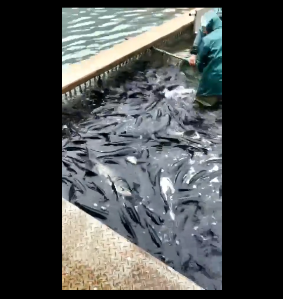 千岛湖抓鱼实拍